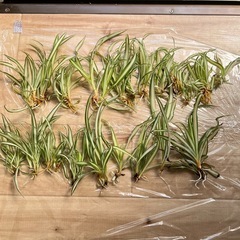 オリヅルラン 子株 苗 観葉植物の画像