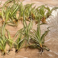 オリヅルラン 子株 苗 観葉植物の画像