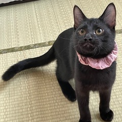 黒猫の子猫(仮名:羊羹)