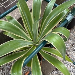 【沖縄 観葉植物】アガべ ベネズエラ 6号 苗ポット発送の画像