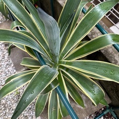 【沖縄 観葉植物】アガべ ベネズエラ 6号 苗ポット発送の画像