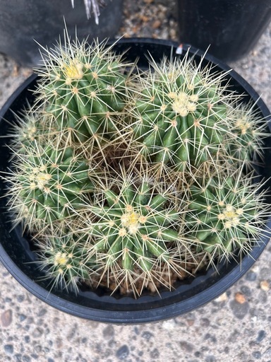 金鯱群生　鉢ごと