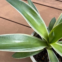 【沖縄 観葉植物】アガべ ベネズエラ 5号　苗ポットの画像