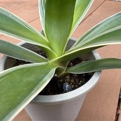 【沖縄 観葉植物】アガべ ベネズエラ 5号　苗ポットの画像