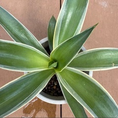 【沖縄 観葉植物】アガべ ベネズエラ 5号　苗ポットの画像