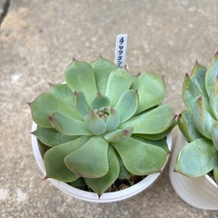 多肉植物のエケベリア・桃太郎とチワワエンシス2個セットの画像