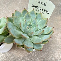 多肉植物のエケベリア・桃太郎とチワワエンシス2個セットの画像