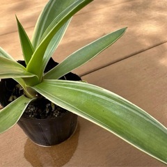 【特別特価】アガべ ベネズエラ 4号 苗ポット発送 観葉植物 育てやすいの画像