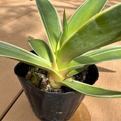 【特別特価】アガべ ベネズエラ 4号 苗ポット発送 観葉植物 育てやすいの画像