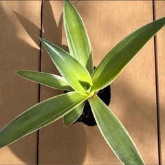 【特別特価】アガべ ベネズエラ 4号 苗ポット発送 観葉植物 育てやすいの画像