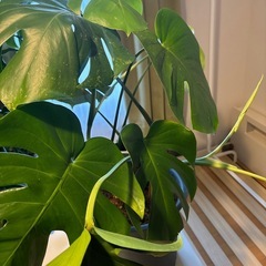 観葉植物🪴モンステラの画像