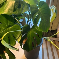 観葉植物🪴モンステラの画像
