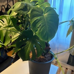 観葉植物🪴モンステラの画像