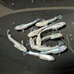 めだか一匹の価格になります。めだかお譲り致します。の画像