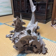 アクアリウム　流木の画像