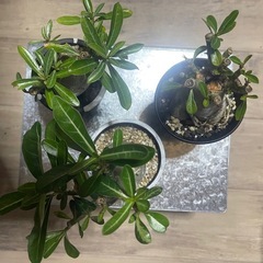 アデニウム　パキポディウム　塊根植物の画像