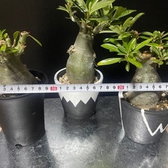 アデニウム　パキポディウム　塊根植物の画像