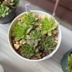 多肉植物・センペルビウム2種セットの画像