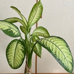 観葉植物 約100cm ディフェンバキアの画像
