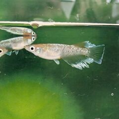 金鯱エレフルメダカ 一匹の価格です。お譲り致します。の画像