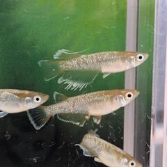 金鯱エレフルメダカ 一匹の価格です。お譲り致します。の画像