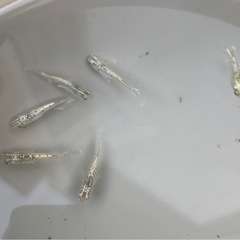 🐟.*･ﾟメダカ めだか  飛輪  １ペアの画像