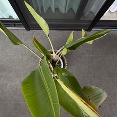 観葉植物　オーガスタの画像