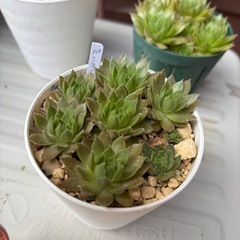 多肉植物・センペルビウム・パシフィックナイトの画像