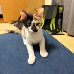 元気でいたずらっ子なカリスマ猫
