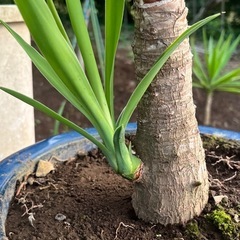 ユッカエレファンテイペス　青年の木（幸運の木
）の画像