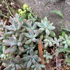 多肉植物・シュウレイ10カットの画像
