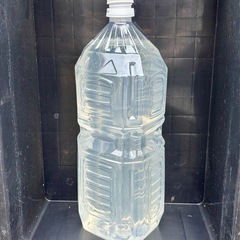 メダカ　めだか🐟 ゾウリムシ 約2リットルの画像