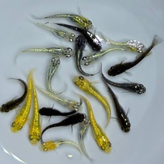めだか　20匹　ラメ系　ワイドフィン系　ヒレ長系　メダカ　ミックス　Eg/1 【現物】　針子抜け稚魚〜幼魚サイズの画像