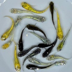 めだか　20匹　ラメ系　ワイドフィン系　ヒレ長系　メダカ　ミックス　Eg/1 【現物】　針子抜け稚魚〜幼魚サイズの画像