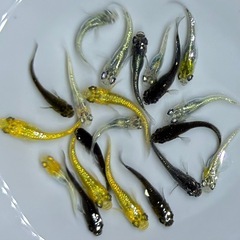 めだか　20匹　ラメ系　ワイドフィン系　ヒレ長系　メダカ　ミックス　Eg/1 【現物】　針子抜け稚魚〜幼魚サイズの画像
