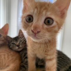 元気いっぱい甘えん坊ちびっ子兄弟 - ソルティー