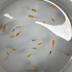 【メダカ】大輝　幼魚〜若魚5匹の画像
