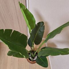 【受け渡し決定】観葉植物/フェイクグリーン(ニトリ)の画像