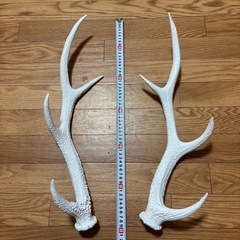 鹿の角　白塗装してますの画像