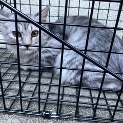 庭先にいた仔猫　4ヶ月くらいで長毛種