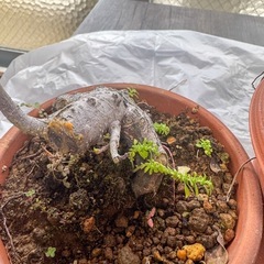 ガジュマル盆栽・ガジュマル観葉植物2本　　の画像