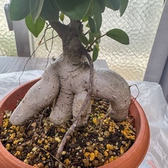 ガジュマル盆栽・ガジュマル観葉植物2本　　の画像