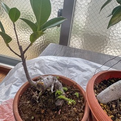 ガジュマル盆栽・ガジュマル観葉植物2本　　の画像