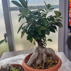 ガジュマル盆栽・ガジュマル観葉植物2本　　の画像