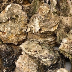 岩牡蠣の殻　今期最後　水質浄化用にの画像