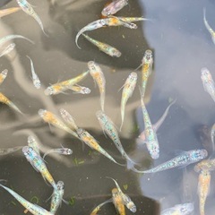 草餅　メダカ　めだかの画像