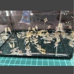 キングロイヤルぺコルティア　　 の画像