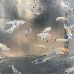 草餅　メダカ　めだかの画像