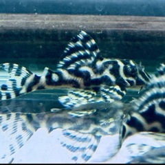 キングロイヤルぺコルティア　　 の画像