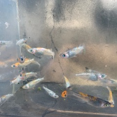 草餅　メダカ　めだかの画像